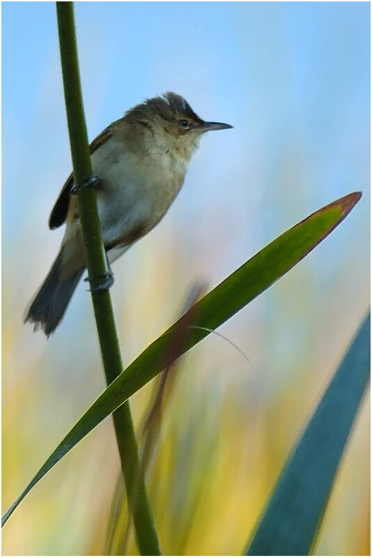 Clamorous Reed Warbleradult