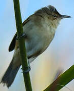 Clamorous Reed Warbler