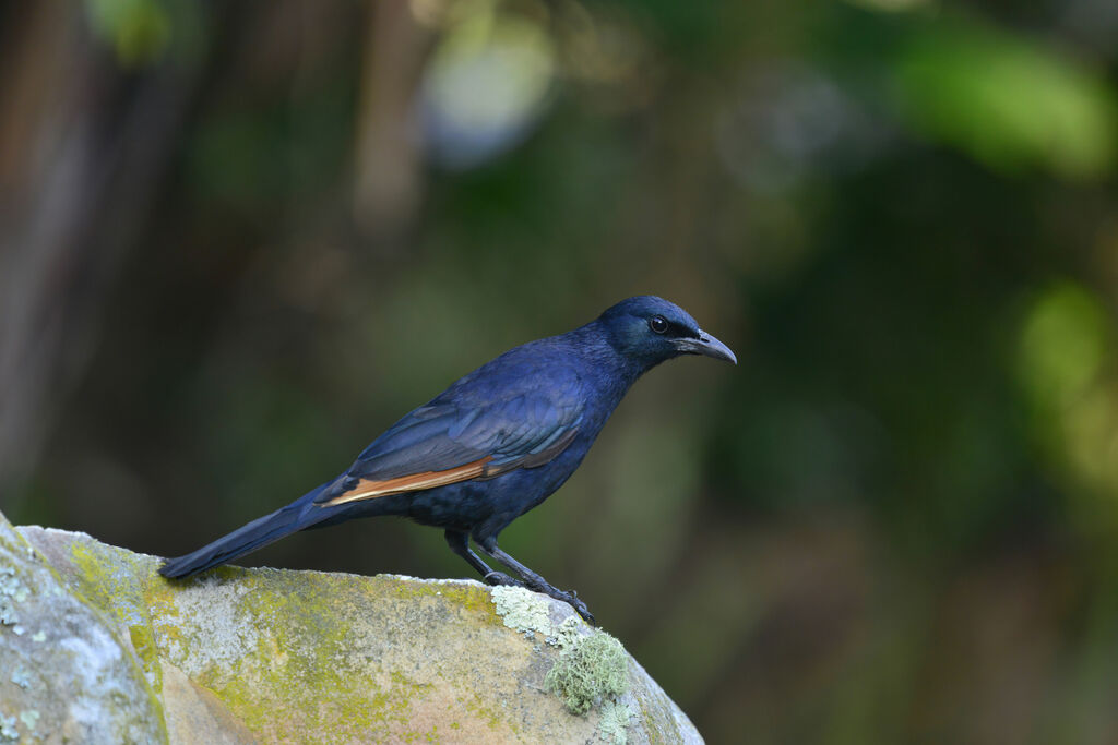 Red-winged Starlingadult