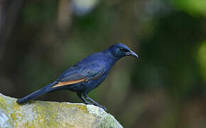 Red-winged Starling