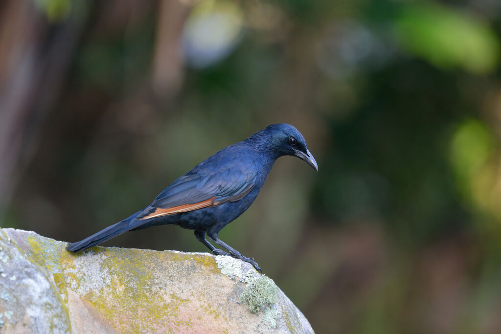 Red-winged Starlingadult