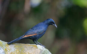 Red-winged Starling