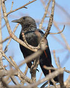 Red-winged Starling