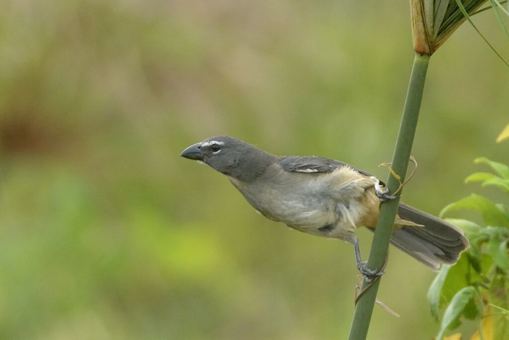 Saltator de Cabanisadulte