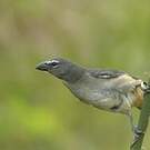 Saltator de Cabanis