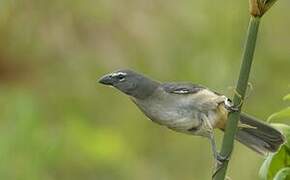 Olive-grey Saltator