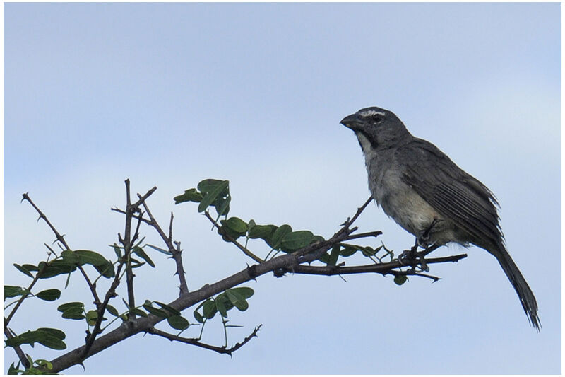 Olive-grey Saltatoradult