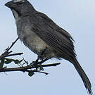 Saltator de Cabanis