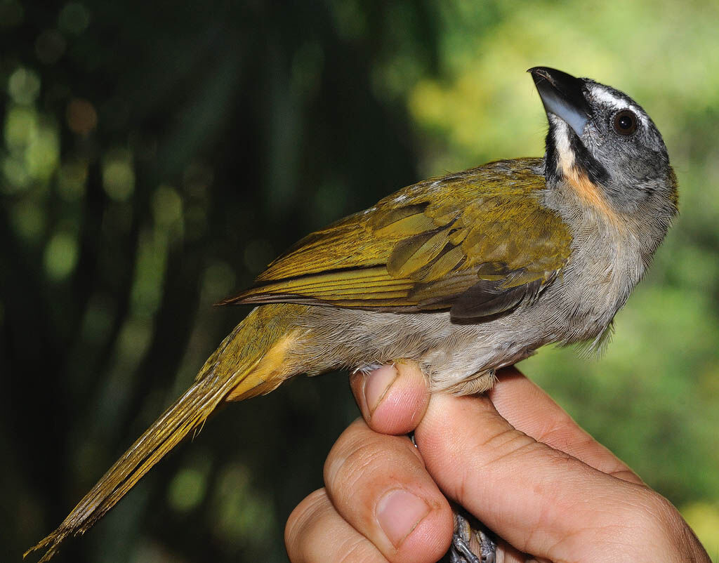 Buff-throated Saltatoradult