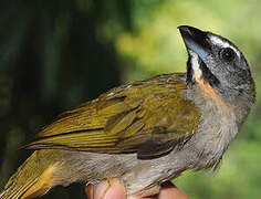 Buff-throated Saltator