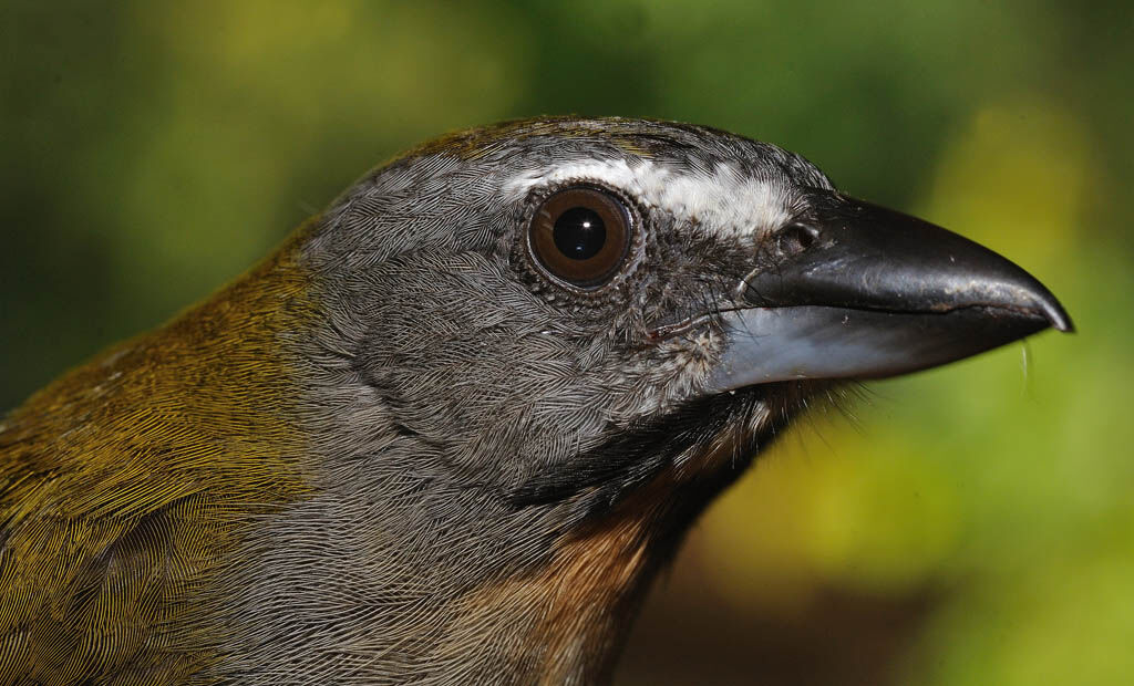 Saltator des grands-bois