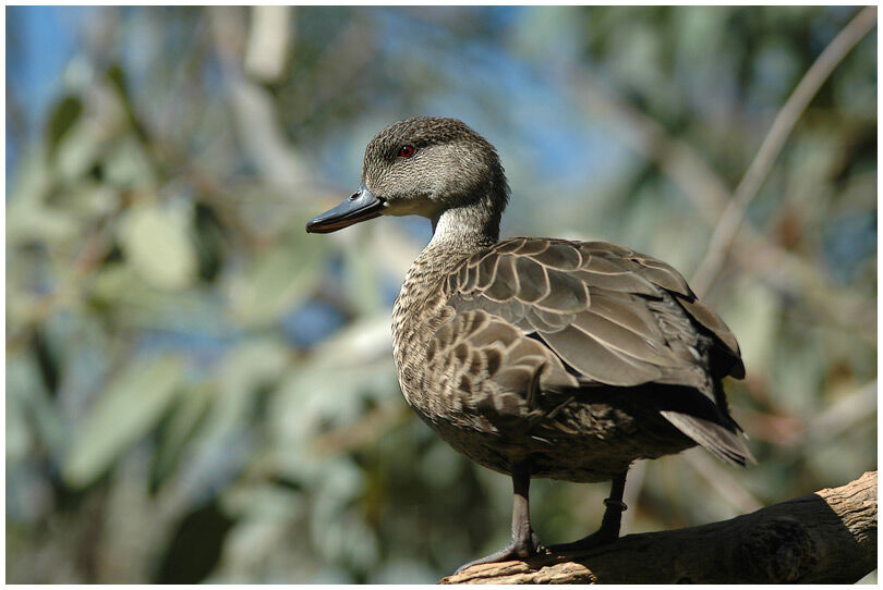 Grey Teal