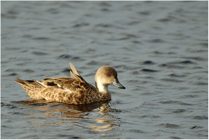 Grey Tealadult