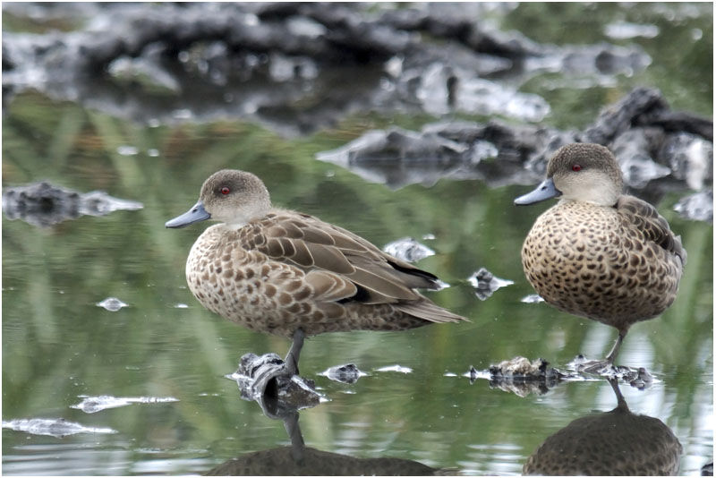 Grey Tealadult