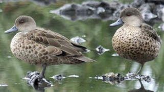 Grey Teal