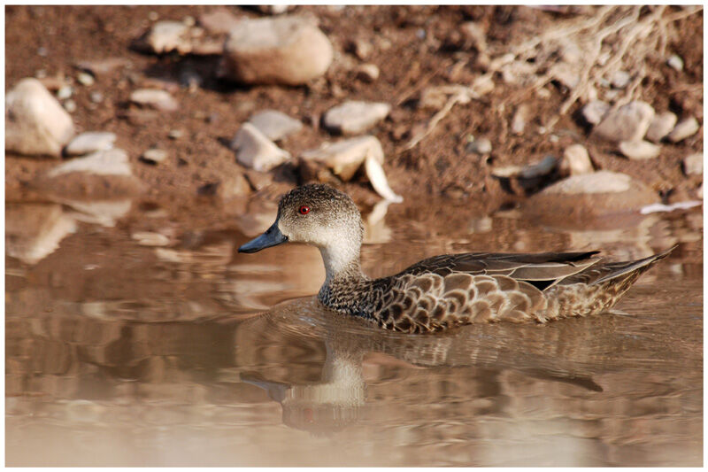 Grey Tealadult