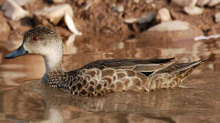 Grey Teal