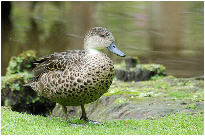 Grey Tealadult