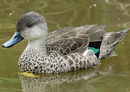 Grey Teal