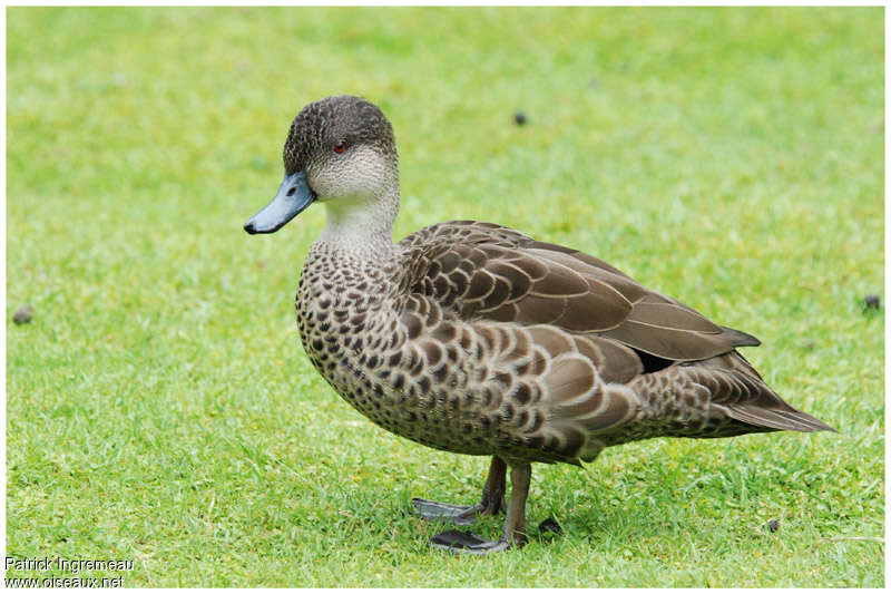 Grey Tealadult, identification