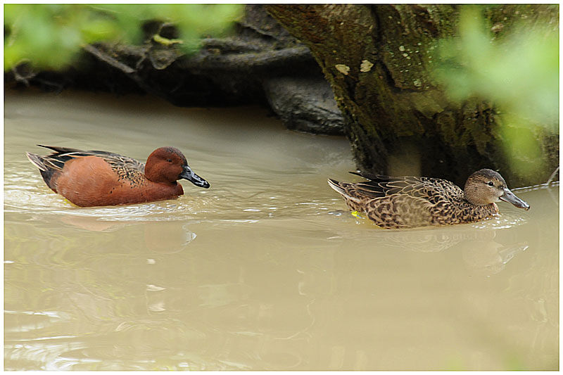 Cinnamon Teal adult