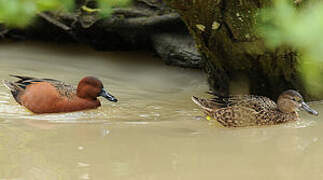 Cinnamon Teal