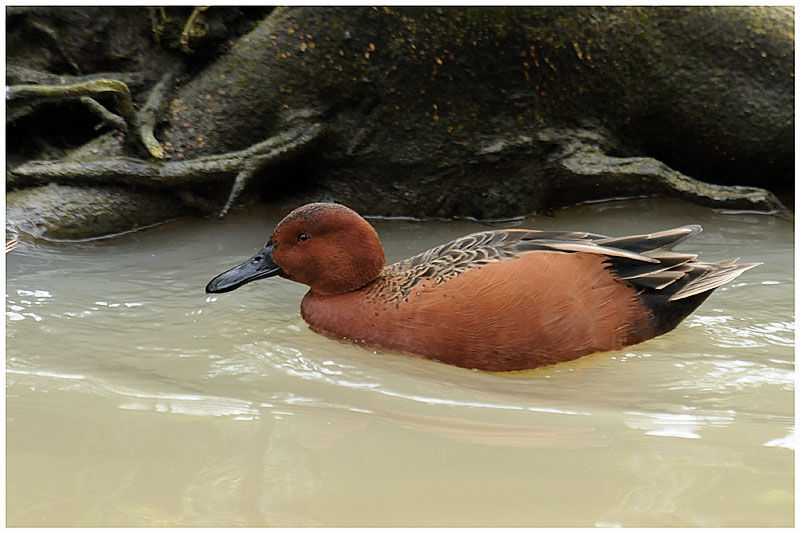 Cinnamon Teal male adult