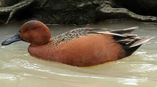 Cinnamon Teal