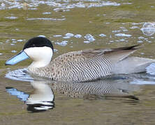 Puna Teal