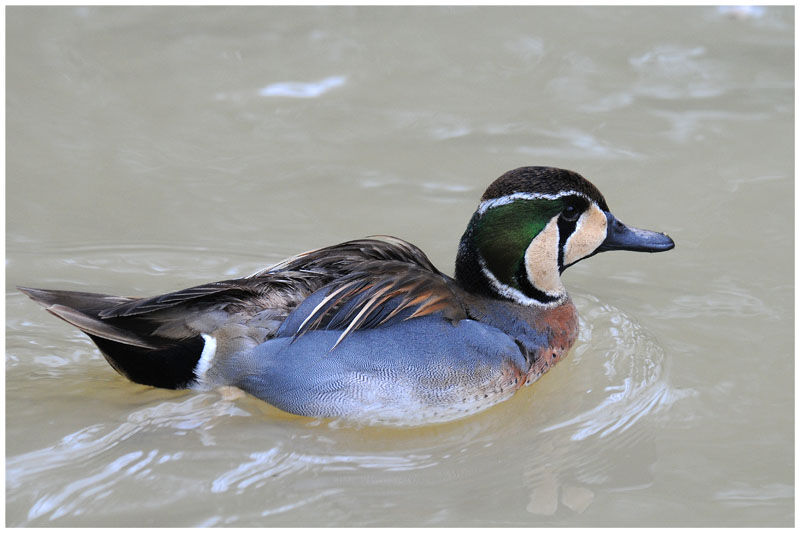 Baikal Tealadult