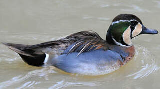 Baikal Teal