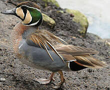 Baikal Teal