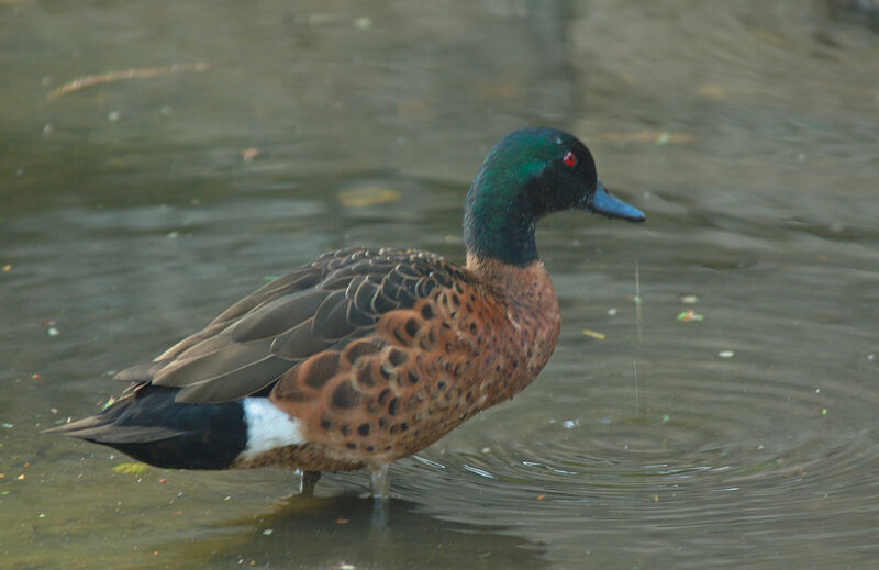 Chestnut Teal