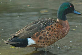 Chestnut Teal