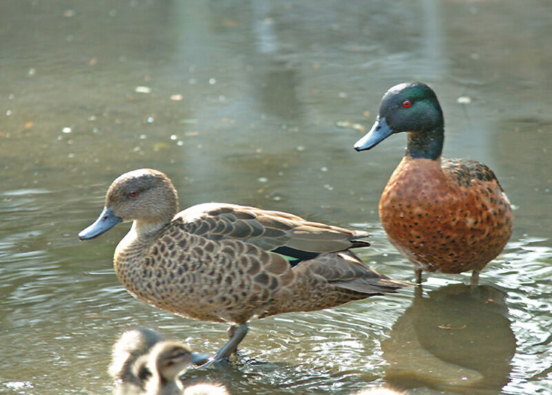 Chestnut Teal