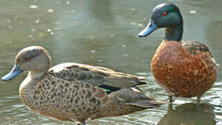 Chestnut Teal