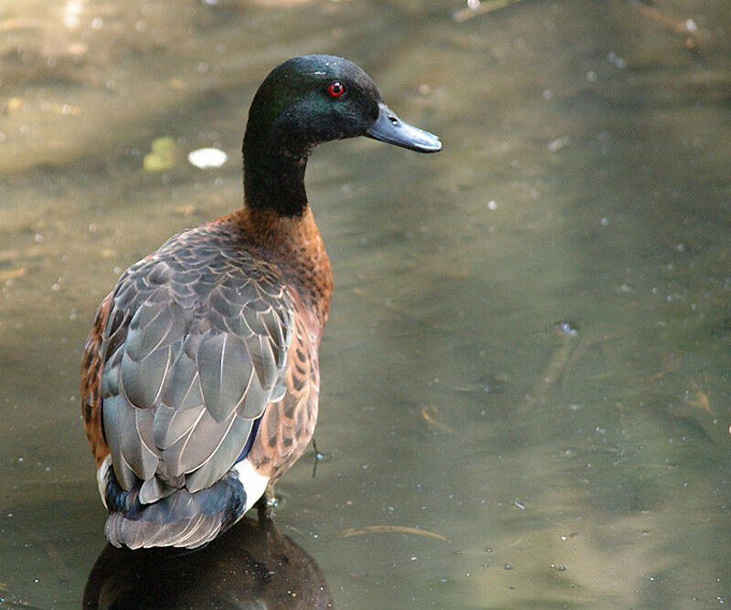 Chestnut Teal