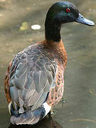 Chestnut Teal