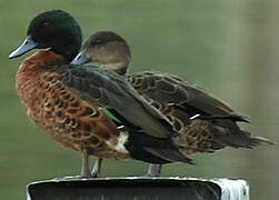 Chestnut Teal