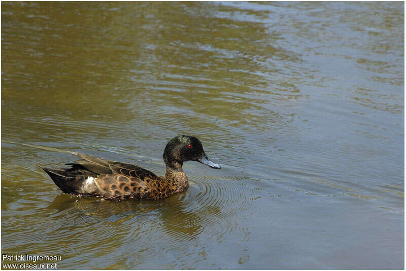 Chestnut Teal male adult