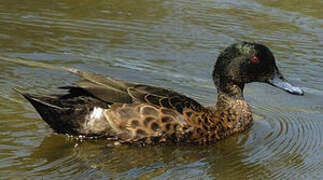 Chestnut Teal