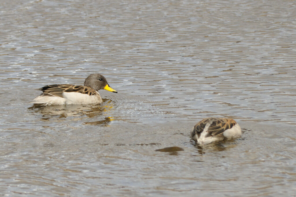 Sarcelle tachetéeadulte, identification