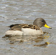 Yellow-billed Teal