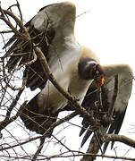 King Vulture