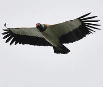 King Vulture