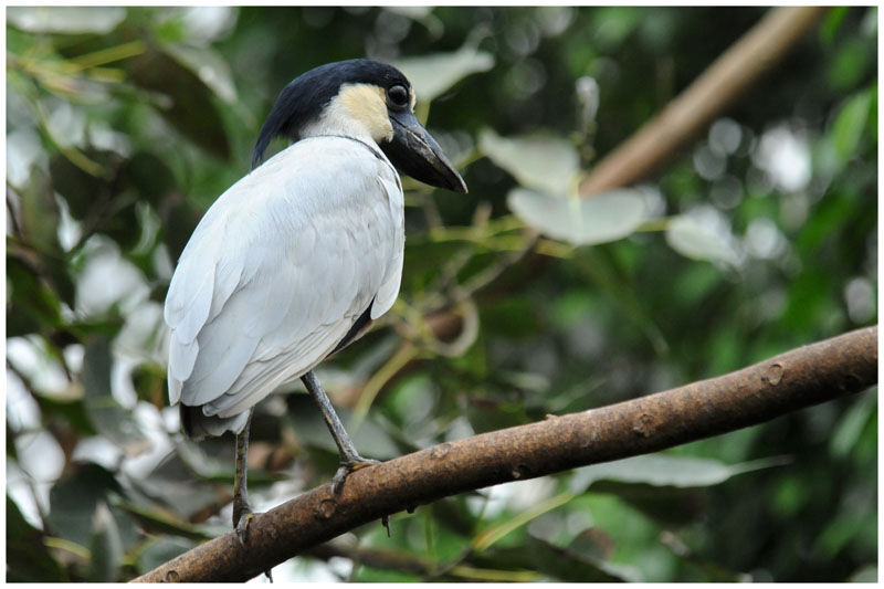 Boat-billed Heronadult