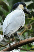 Boat-billed Heron