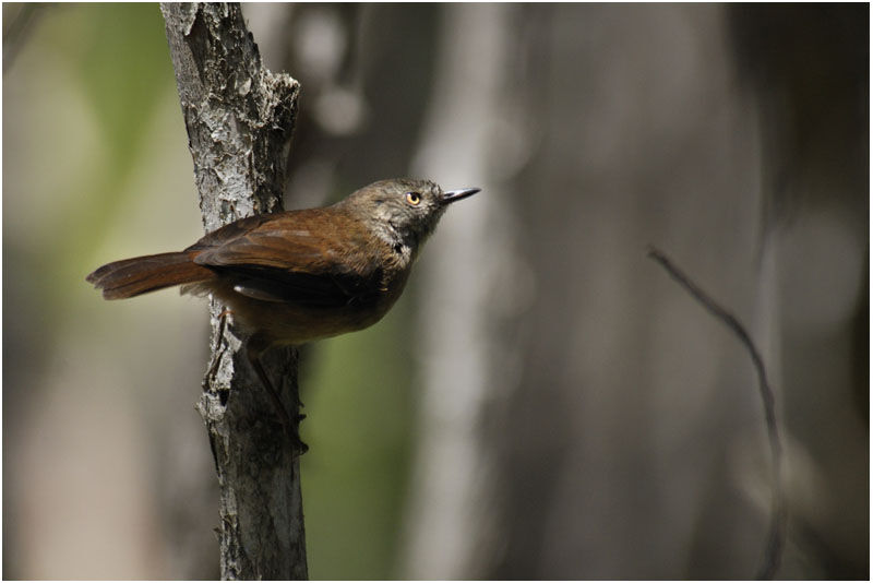 White-browed Scrubwrenimmature