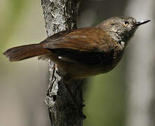 White-browed Scrubwren