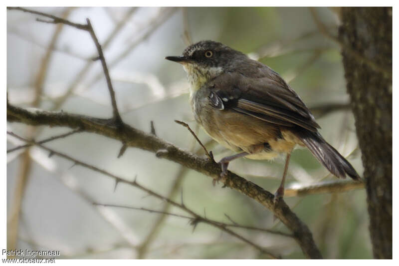 White-browed Scrubwrenadult